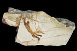 Miocene Pea Crab (Pinnixa) Fossil - California #141632-1